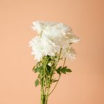 دسته گل داوودی مینیاتوری سفید شاخه‌ای برای منزل ساده و شیک - گیان