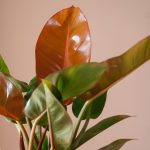 گیاه آپارتمانی با برگ نارنجی