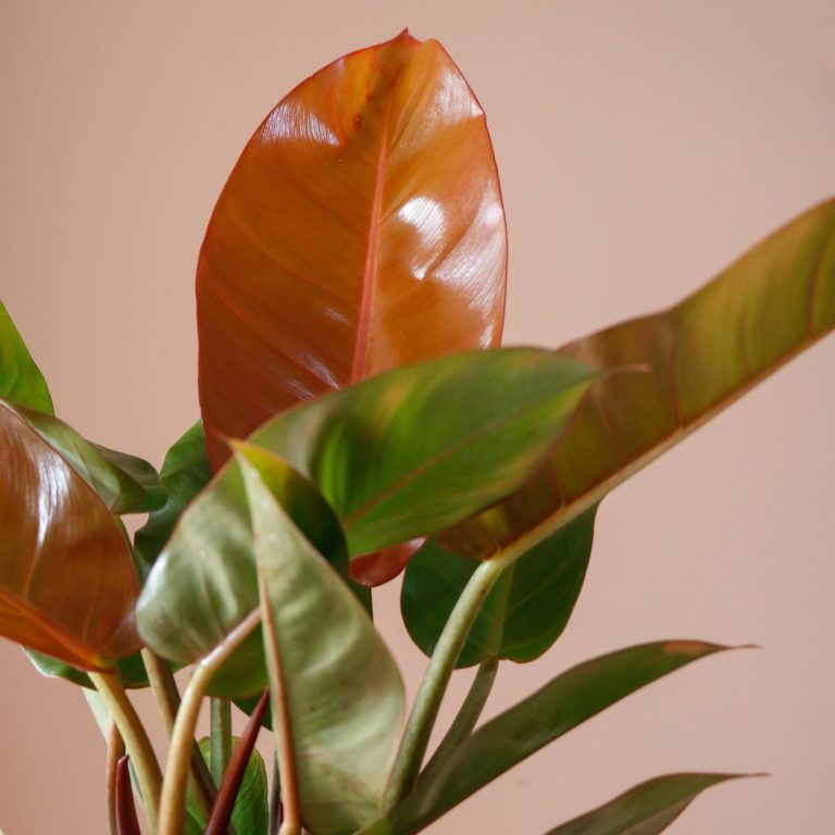 گیاه آپارتمانی با برگ نارنجی