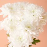 دسته گل داوودی سفید برای روی میز - گلفروشی گیان