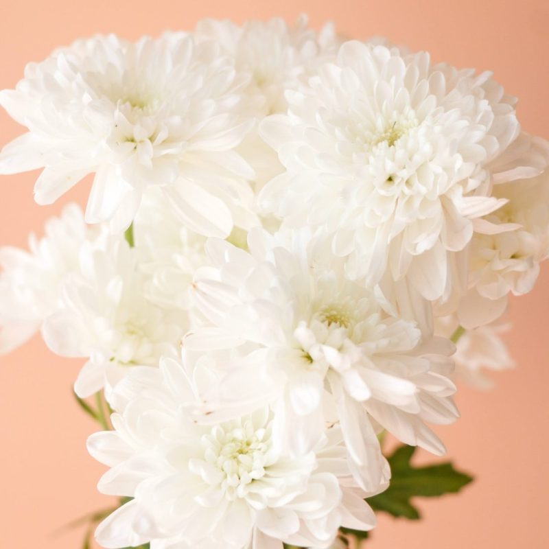 دسته گل داوودی سفید برای روی میز - گلفروشی گیان