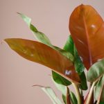 گیاه آپارتمانی فیلندرون پرتقالی نارنجی