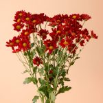 دسته گل داوودی مینیاتوری قرمز شاخه‌ای کوچک و شاداب - گیان