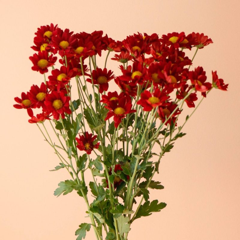 دسته گل داوودی مینیاتوری قرمز شاخه‌ای کوچک و شاداب - گیان