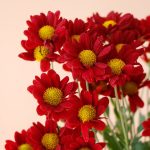 داوودی مینیاتوری قرمز گل مینیمال برای خانه - گلفروشی گیان