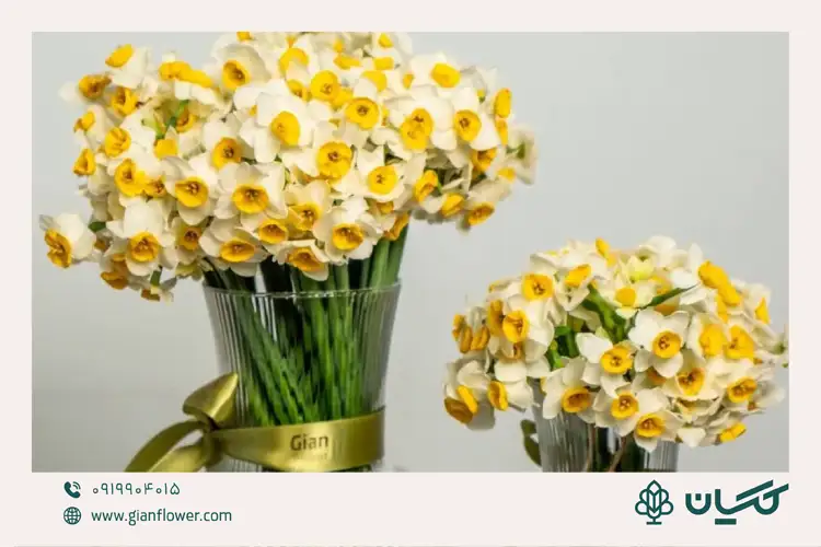 نماد گل نرگس چیست و نویدبخش چه چیزهایی است