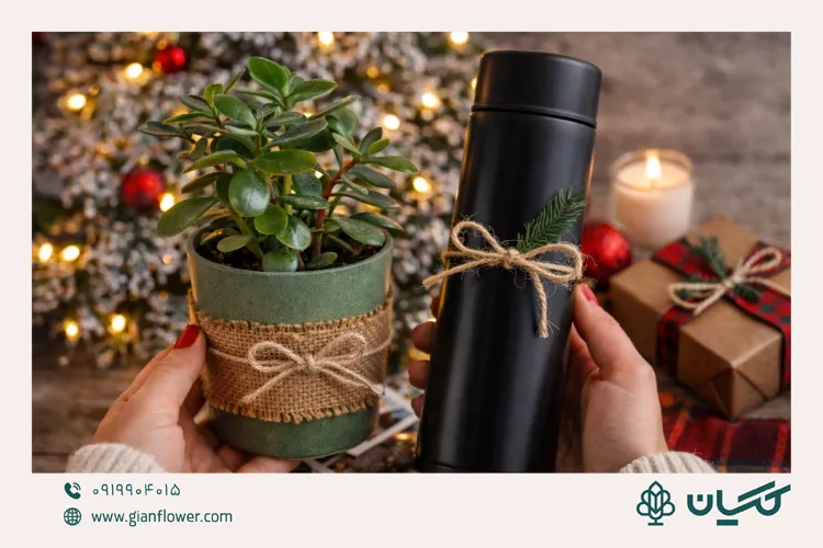 هدیه کریسمس برای طبیعتدوستان؛ از گیاه آپارتمانی تا فلاسک مسافرتی