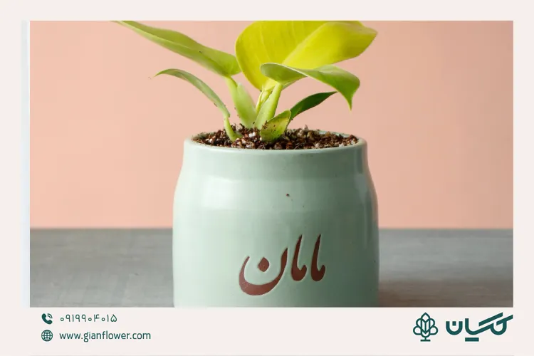 عکس گیاه آپارتمانی گل گیان