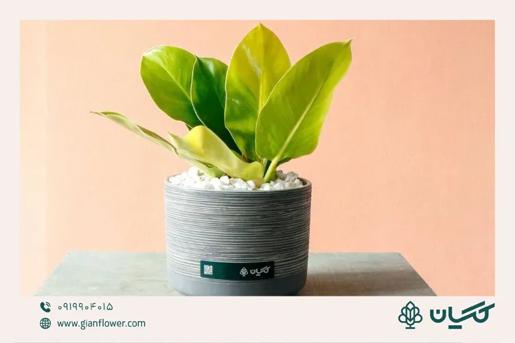 گلدان آپارتمانی؛ هدیهای ماندگار برای اتاق یا میز مطالعه