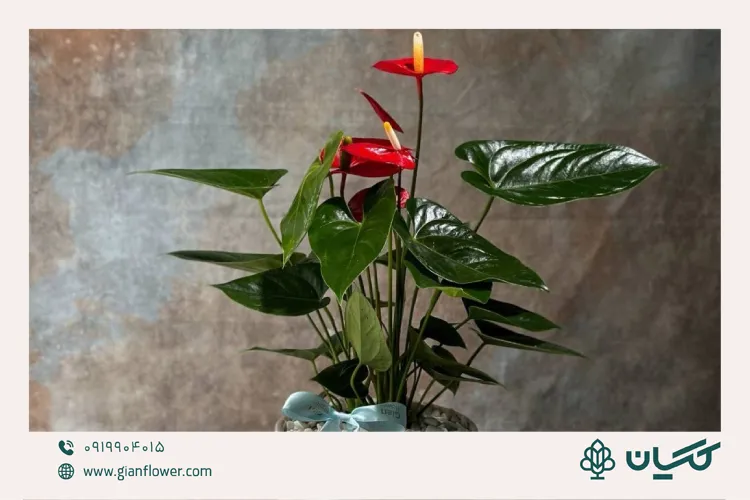 گل آنتوریوم قرمز، گل یلدایی