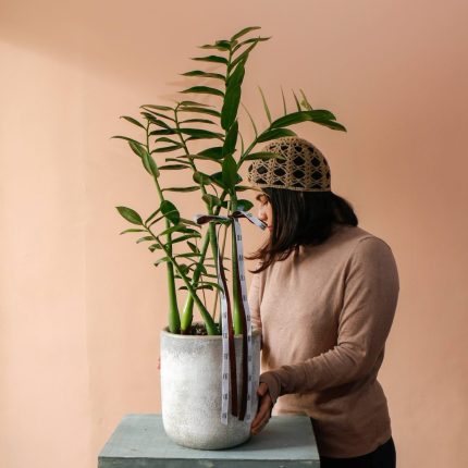 گلدان زاموفیلیا ۲ متری با گلدان پتینه مناسب برای خانه