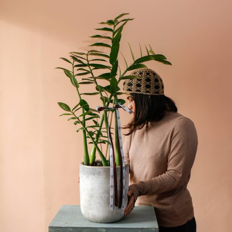 گلدان زاموفیلیا ۲ متری با گلدان پتینه مناسب برای خانه