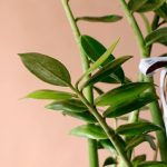 زاموفیلیا سبز گیاه مقاوم با نگهداری راحت