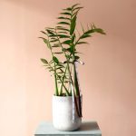 گلدان زاموفیلیا لوکس و بزرگ برای روی زمین