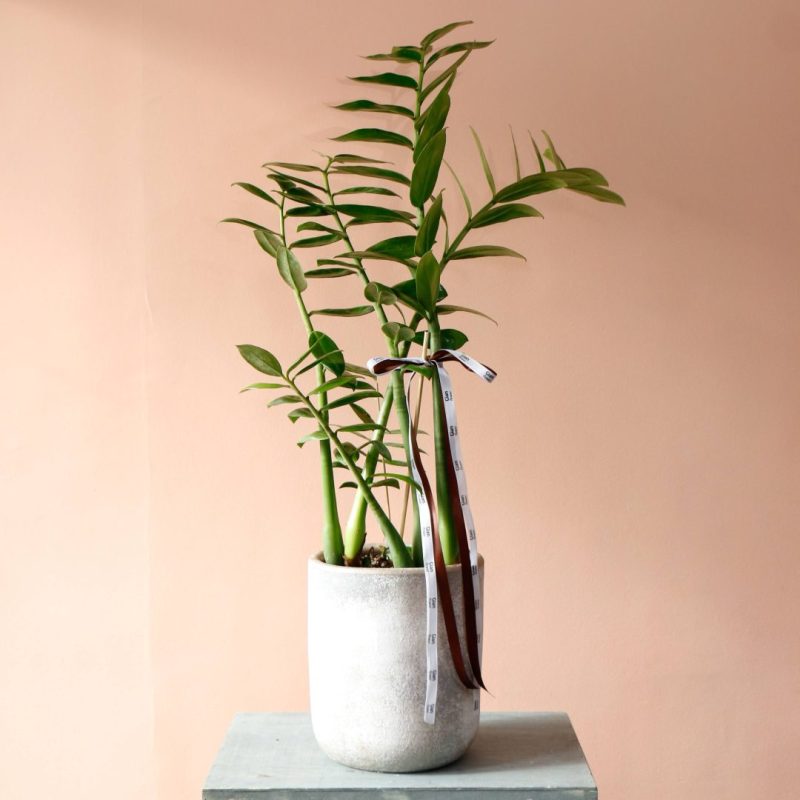 گلدان زاموفیلیا لوکس و بزرگ برای روی زمین