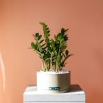 گلدان زاموفیلیا لوکس و متفاوت