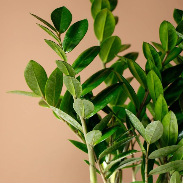 زاموفیلیا به همراه گلدان فلزی