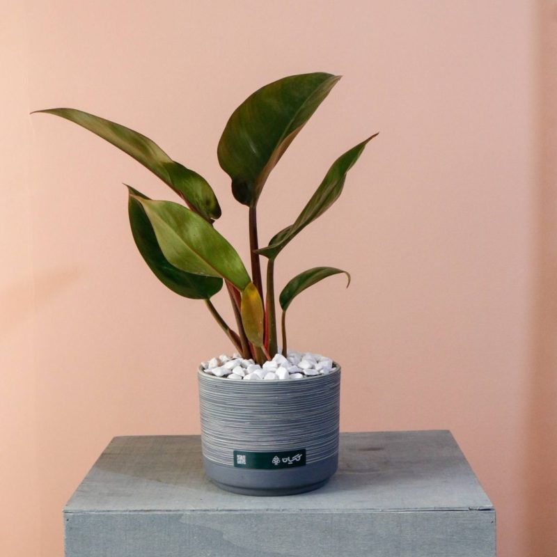 فیلودندرون ردکنگو به همراه گلدان سرامیکی