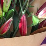 غنچه اورینتال سماقی