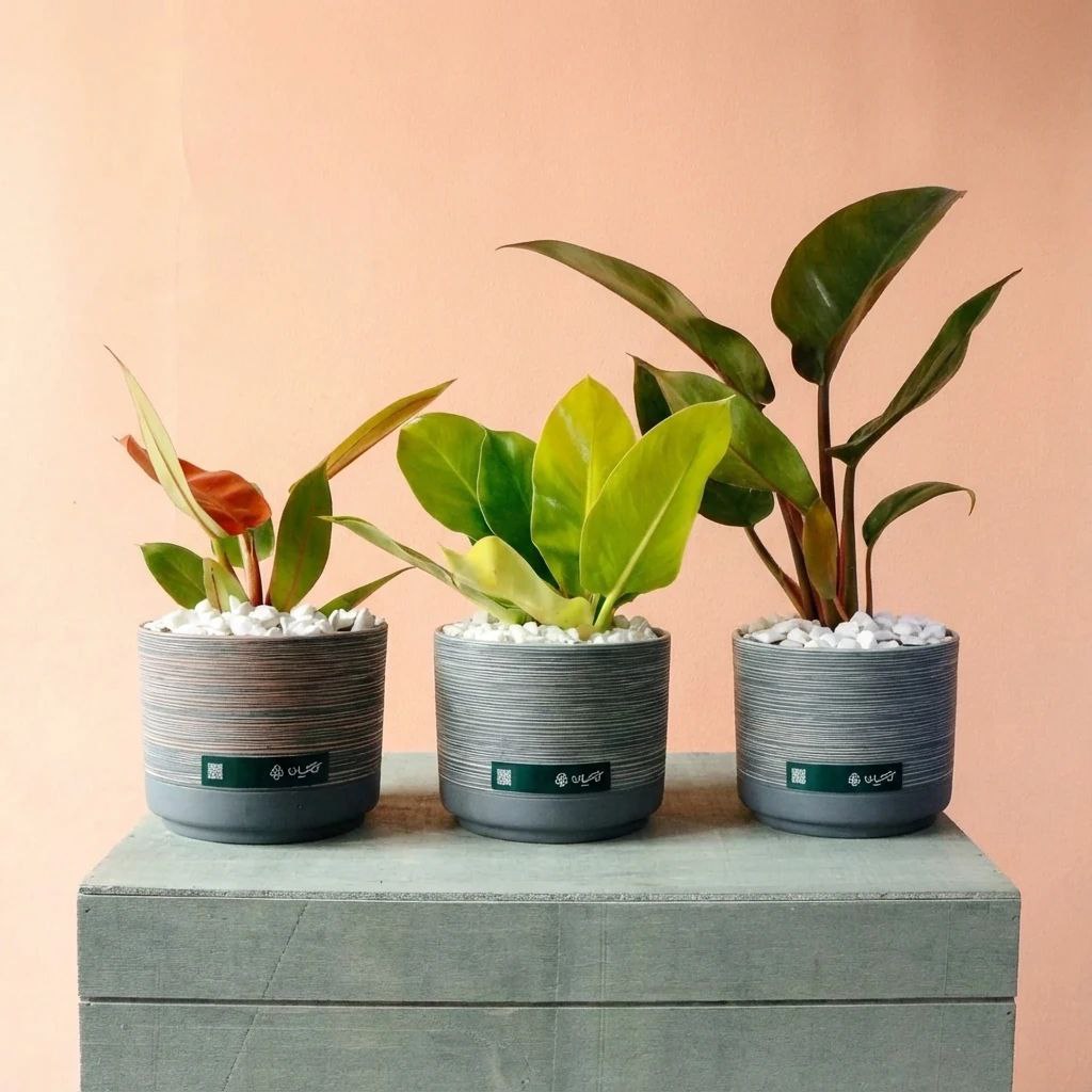 photo_2025-12-02_16-27-04 فیلودندرون پرتقالی فیلندرون لیمویی فیلندرون رد کنگو فیلودندرون پینک پرنسس