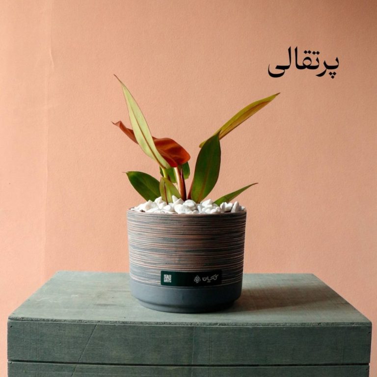 فیلودندرون پرتقالی