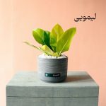 فیلودندرون لیمویی