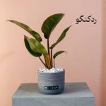 فیلودندرون ردکنگو