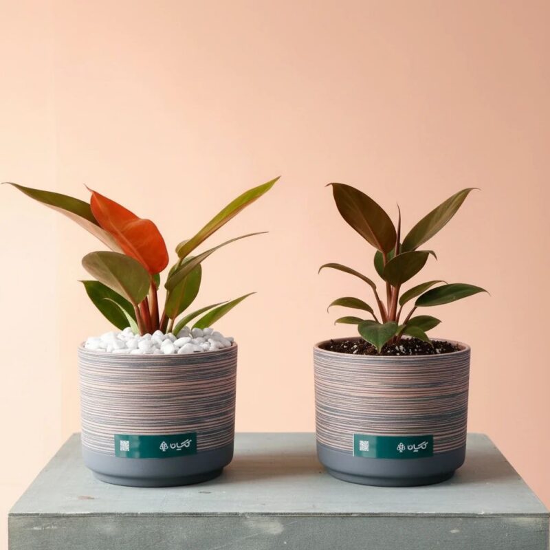 فیلودندرون پرتقالی فیلندرون لیمویی فیلندرون رد کنگو فیلودندرون پینک پرنسس