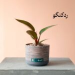 فیلودندرون ردکنگو با گلدان سرامیکی