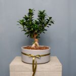 بونسای جنسینگ گلدان بزرگ طوسی