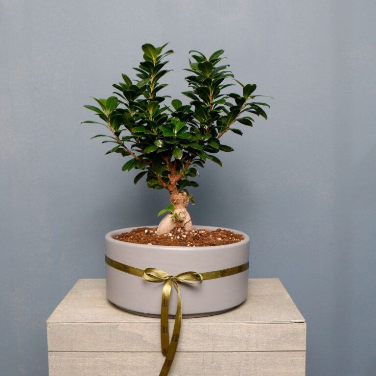 بونسای جنسینگ گلدان بزرگ طوسی