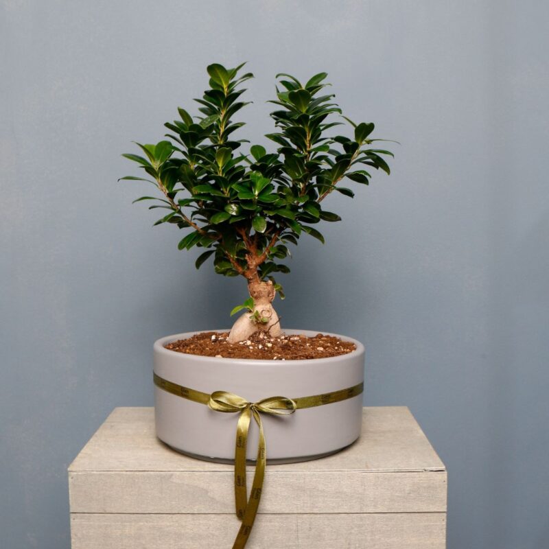 بونسای جنسینگ گلدان بزرگ طوسی