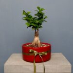 یونسای جنسینگ کوچک گلدان قرمز