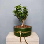 بونسای جنسینگ گلدان بزرگ سبز