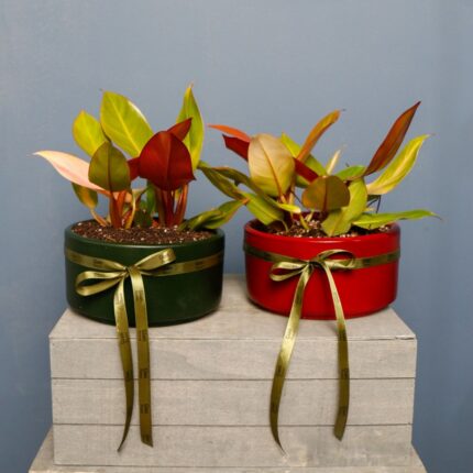 فیلودندرون پرتقالی فیلندرون لیمویی فیلندرون رد کنگو فیلودندرون پینک پرنسس