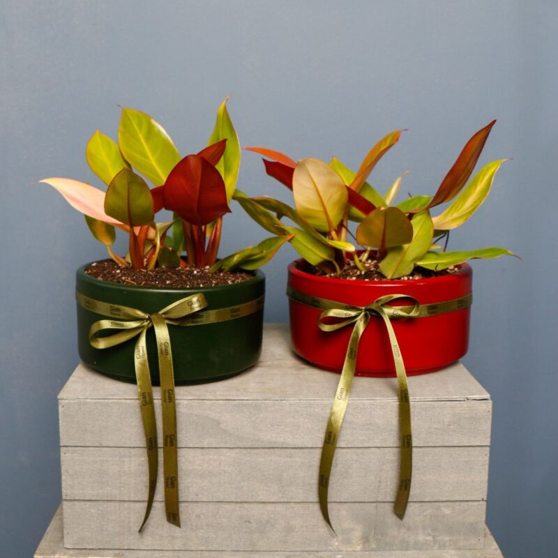 فیلودندرون پرتقالی فیلندرون لیمویی فیلندرون رد کنگو فیلودندرون پینک پرنسس