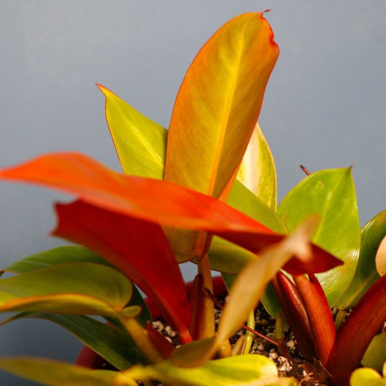 فیلندرون پرتقالی با برگ نارنجی