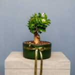 یونسای جنسینگ کوچک گلدان سبز