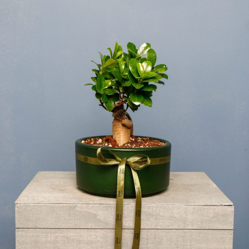 یونسای جنسینگ کوچک گلدان سبز