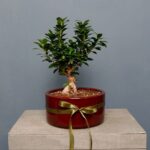 بونسای جنسینگ گلدان بزرگ قرمز