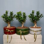 بونسای جنسینگ بزرگ با گلدان رنگی و قیمت مناسب