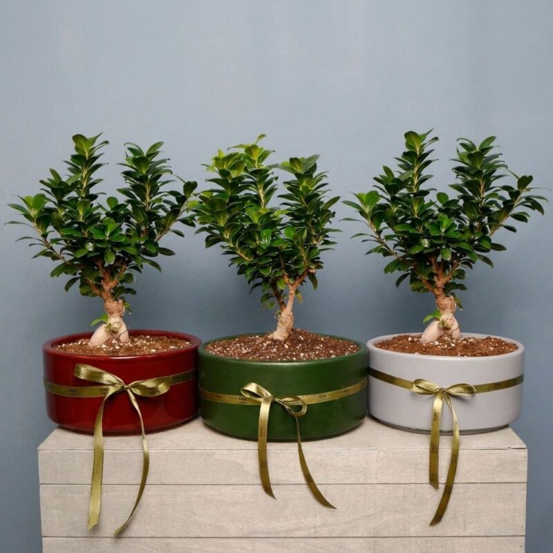 بونسای جنسینگ بزرگ با گلدان رنگی و قیمت مناسب