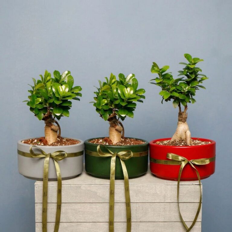 یونسای جنسینگ کوچک گیاه آپارتمانی