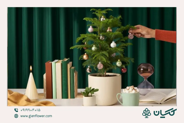 کاج مطبق (Norfolk)؛ درختچه کریسمسی برای خانه