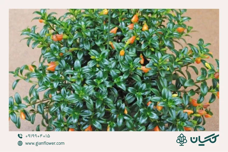 گل کریسمس نماتانتوس