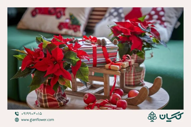 بنت قنسول (پوینستیا)؛ معروف‌ترین گل کریسمس