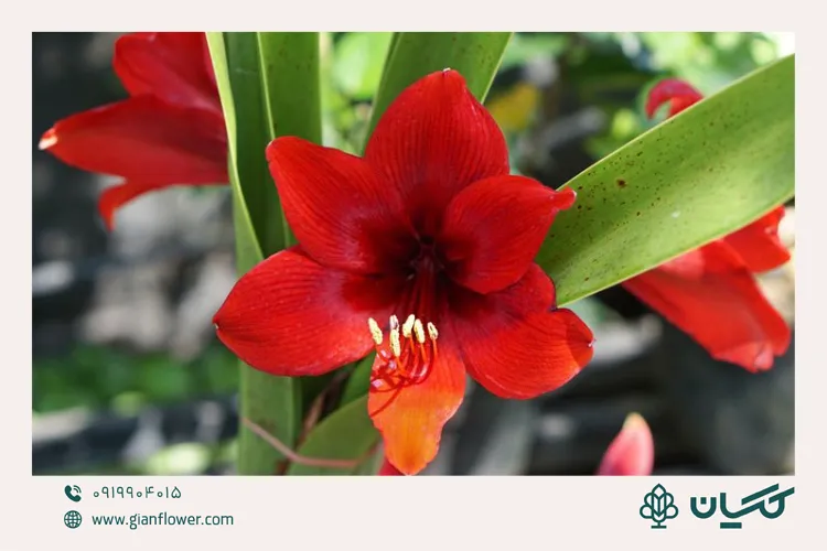 آماریلیس؛ هدیه چشم‌گیر و لاکچری برای کریسمس