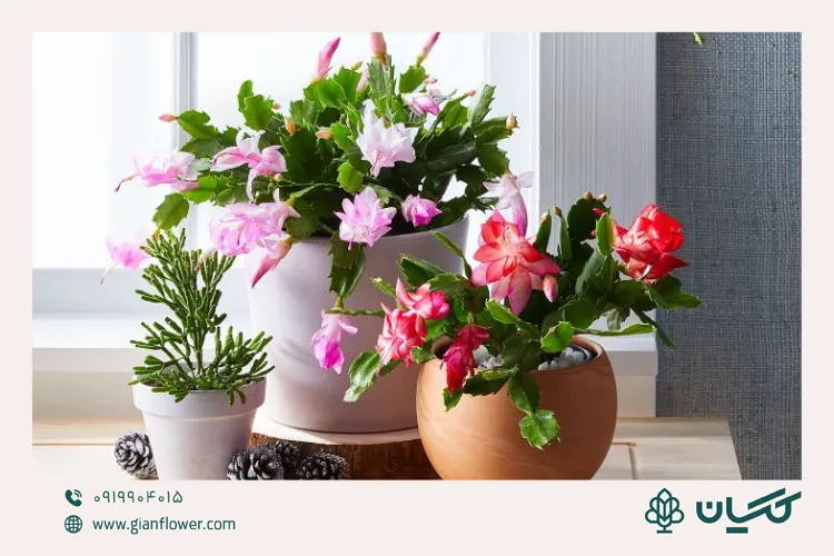 کاکتوس کریسمس