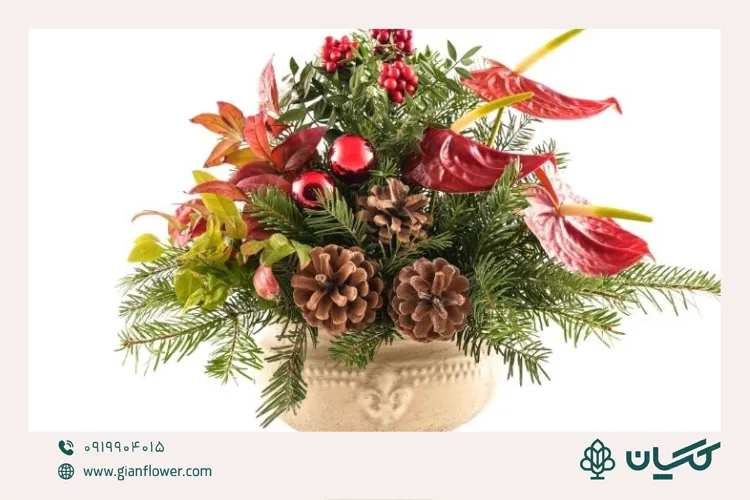 آنتوریوم؛ قرمز براق، ماندگار و مناسب دکور کریسمسی